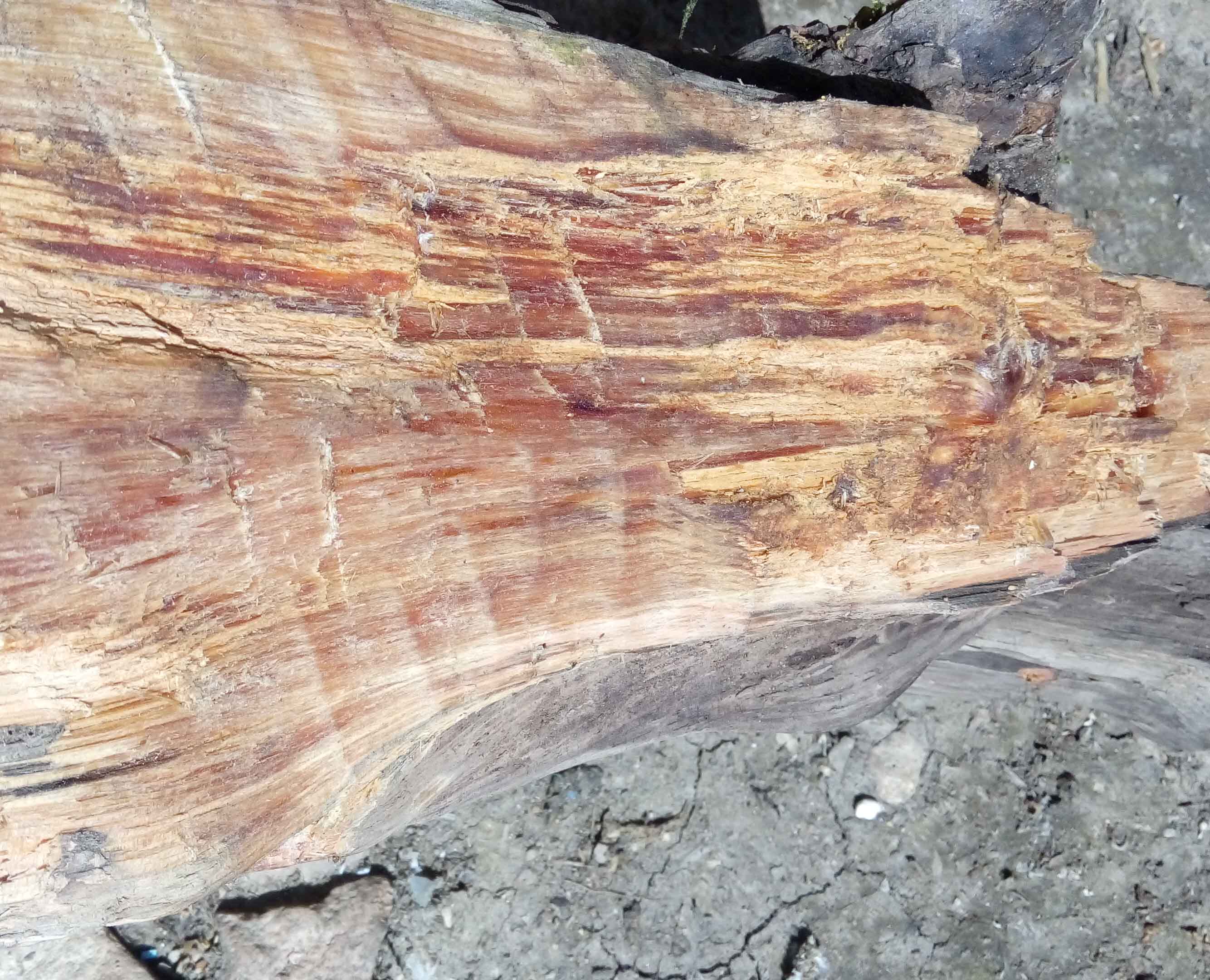 东北明子木料松明子手串料北沉香明子料松树明丁琥