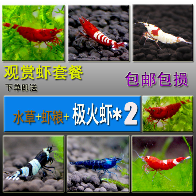 Ornamental shrimp package dining lotion, deraister, shrimp, fire, yellow rice, pet shrimp, freshwater shrimp, cherry blossom, shrimp Ornamental shrimp package dining lotion, deraister, shrimp, fire, yellow rice, pet shrimp, freshwater shrimp, cherry blossom, shrimp