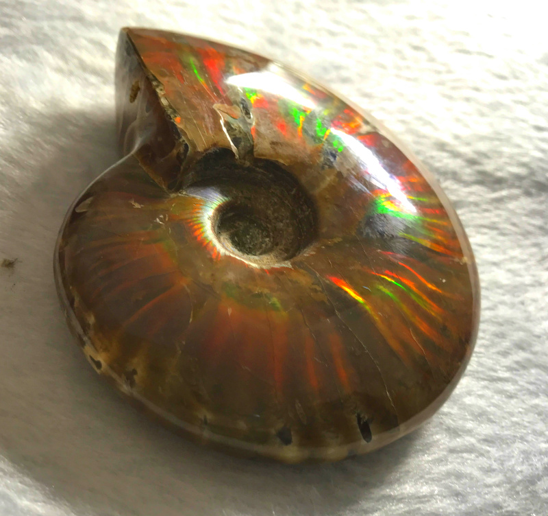 马达加斯加 天然斑彩螺海螺化石斑彩螺 发财螺摆件