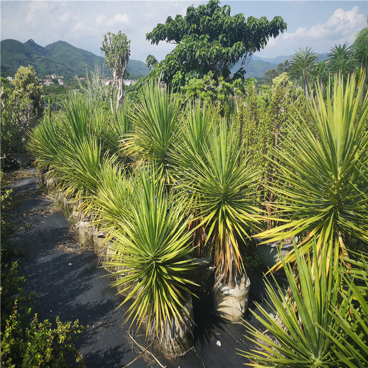 细叶丝兰 盆栽 绿化植物 造景好看品种 沙漠植物