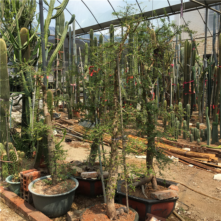 列加氏漆树块根盆景盆栽漆树科