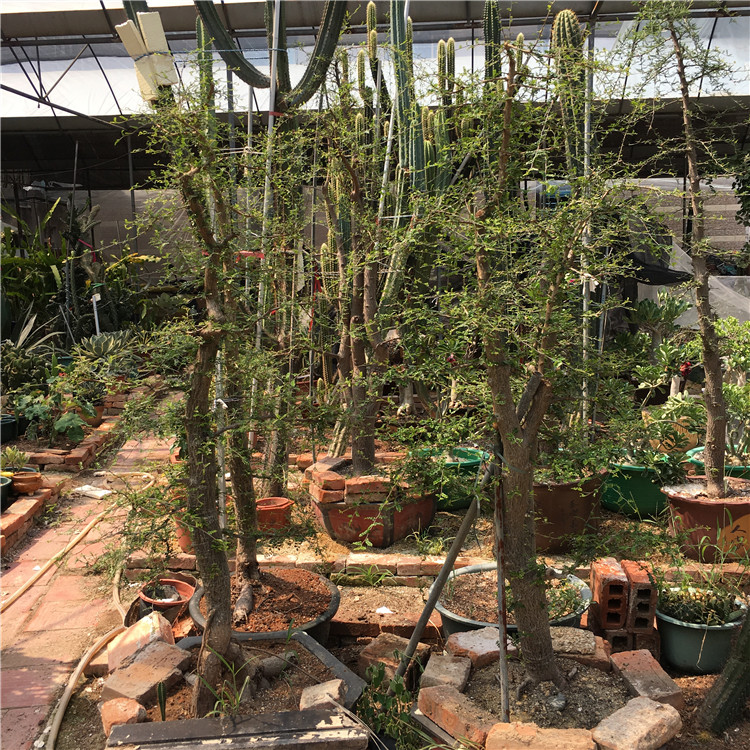 列加氏漆树块根盆景盆栽漆树科