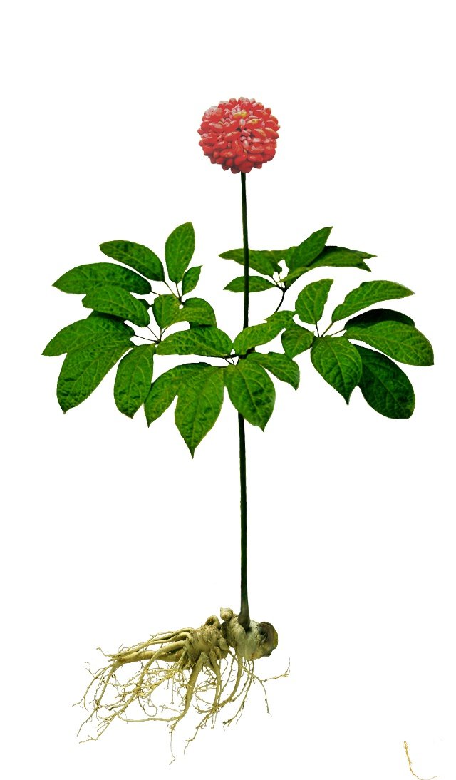 再不吃三七粉就迟了!哪个年龄段开始吃三七最合