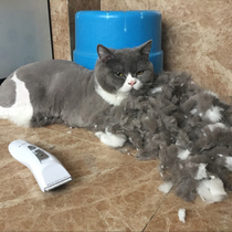 Pet shaving machine electric push Clipper for cat shearing electric hair pushing artifact mute cat hair clipper Special