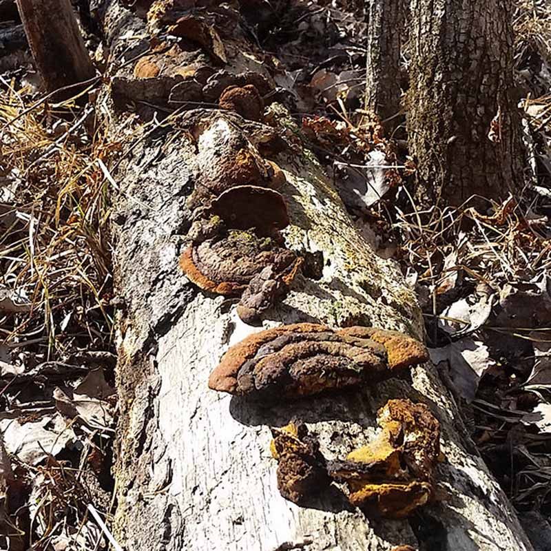 桑黄灵芝 野生 杨树桑黄正品可切块粉250g 长白山野生桑黄