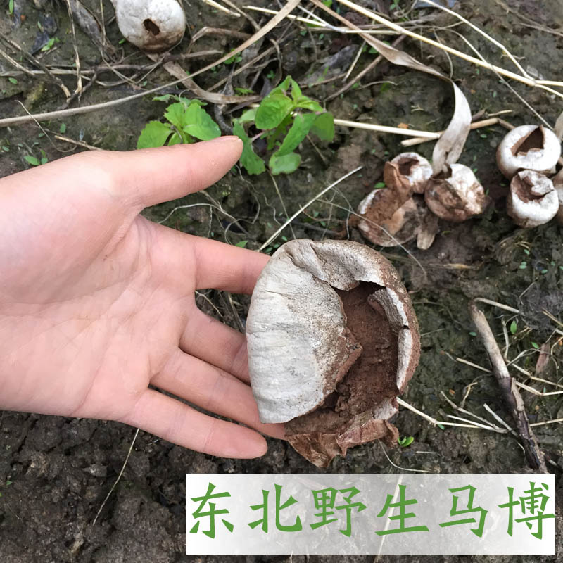 马粪包蘑菇药用价值图片