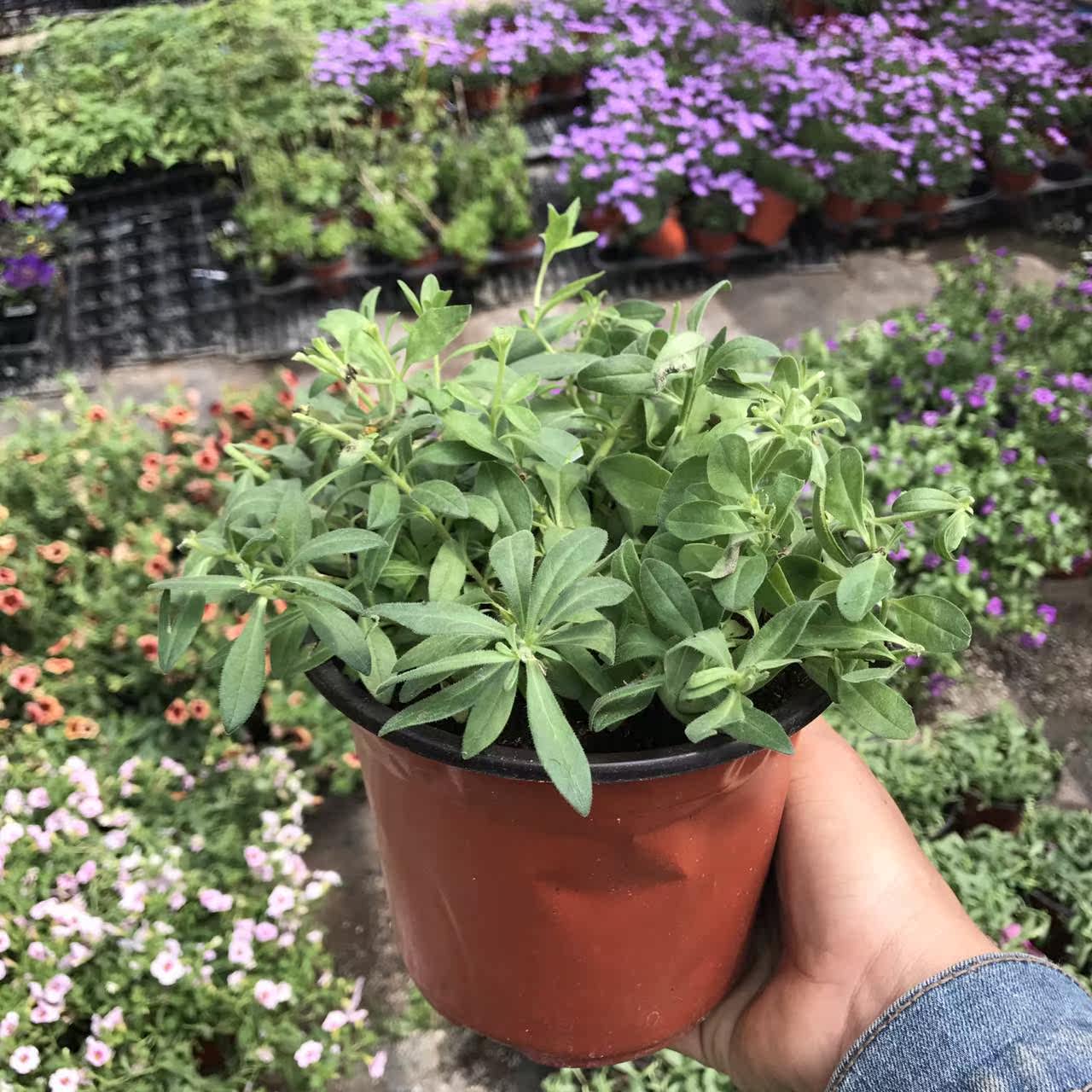 花花饰家 小花矮牵牛 种苗 百万小玲 舞春花 72穴盘苗