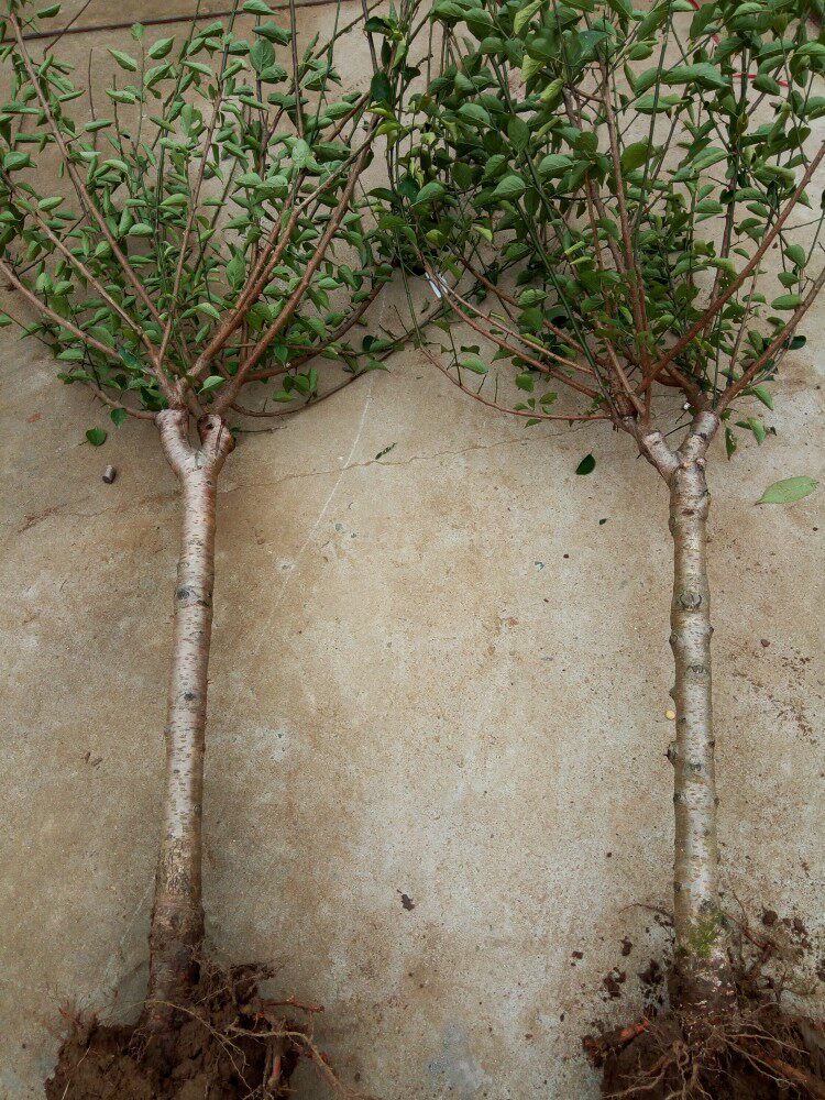 嫁接梅花树苗红梅树苗乌梅树梅花盆景绿梅花盆栽梅花树苗庭院种植