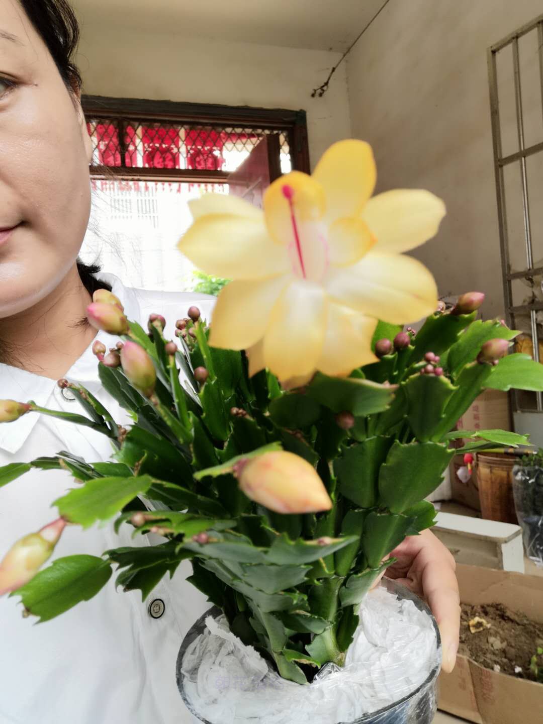 黄色蟹爪兰黄金蟹爪兰带花苞盆栽金媚索菲亚收到没有花苞不要钱