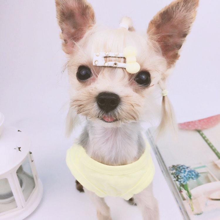 2017新款 蝴蝶结狗狗发夹 泰迪bb夹发卡 马尔济斯约克夏发夹子