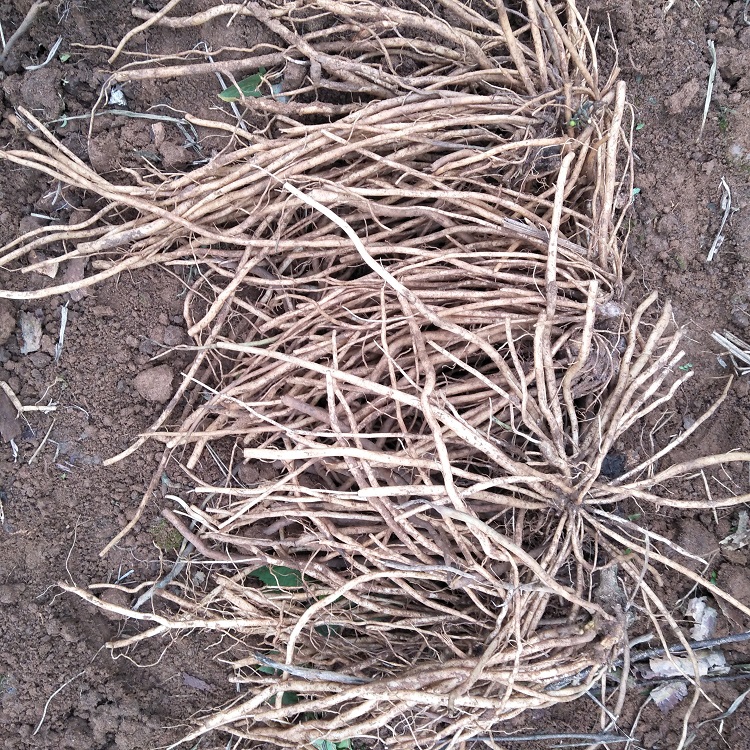 中草药正宗野生多须公新鲜大泽兰广东土牛膝华泽兰500g六月雪根