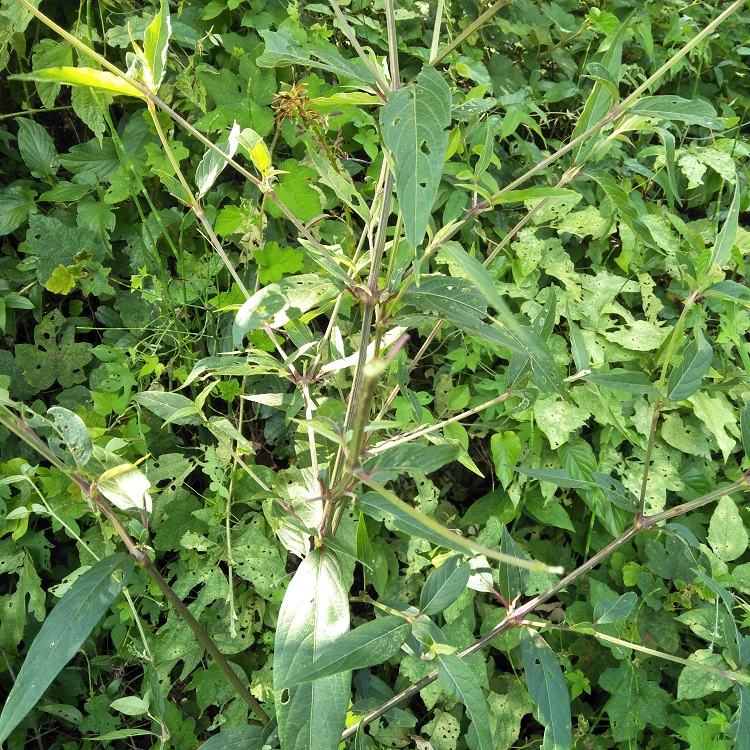 野生新鲜土牛膝根500g杜牛膝倒扣草接骨草扭伤牛七簕鸡骨癀鸡掇鼻