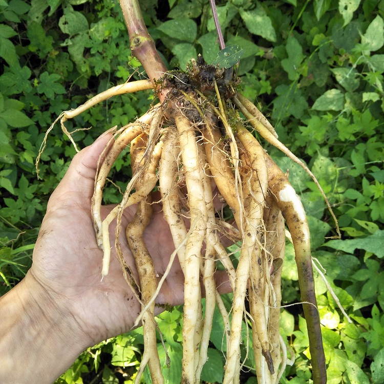野生新鲜土牛膝根500g杜牛膝倒扣草接骨草扭伤牛七簕鸡骨癀鸡掇鼻