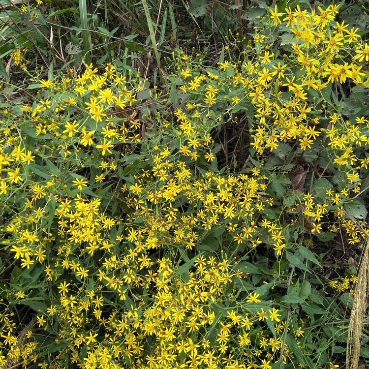2018年岭南草药新鲜千里光野生黄花母九里明痱子宝宝洗澡现采500g