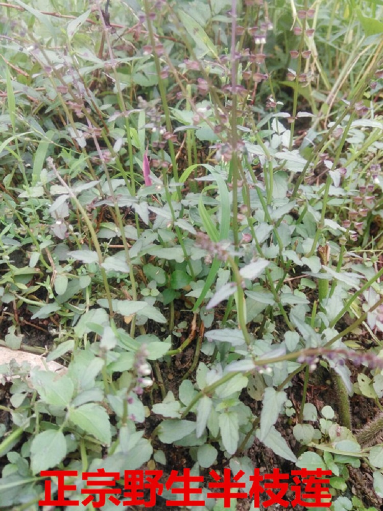 野生半枝莲新鲜现采四条棱500g四方草并头草赶山鞭可配白花蛇舌草