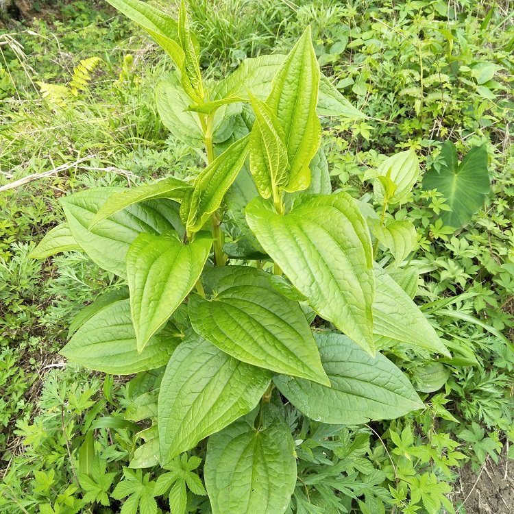 新鲜三白草根现挖白莲藕水木通白面姑三白根中草药500g生水莲藕_双氙