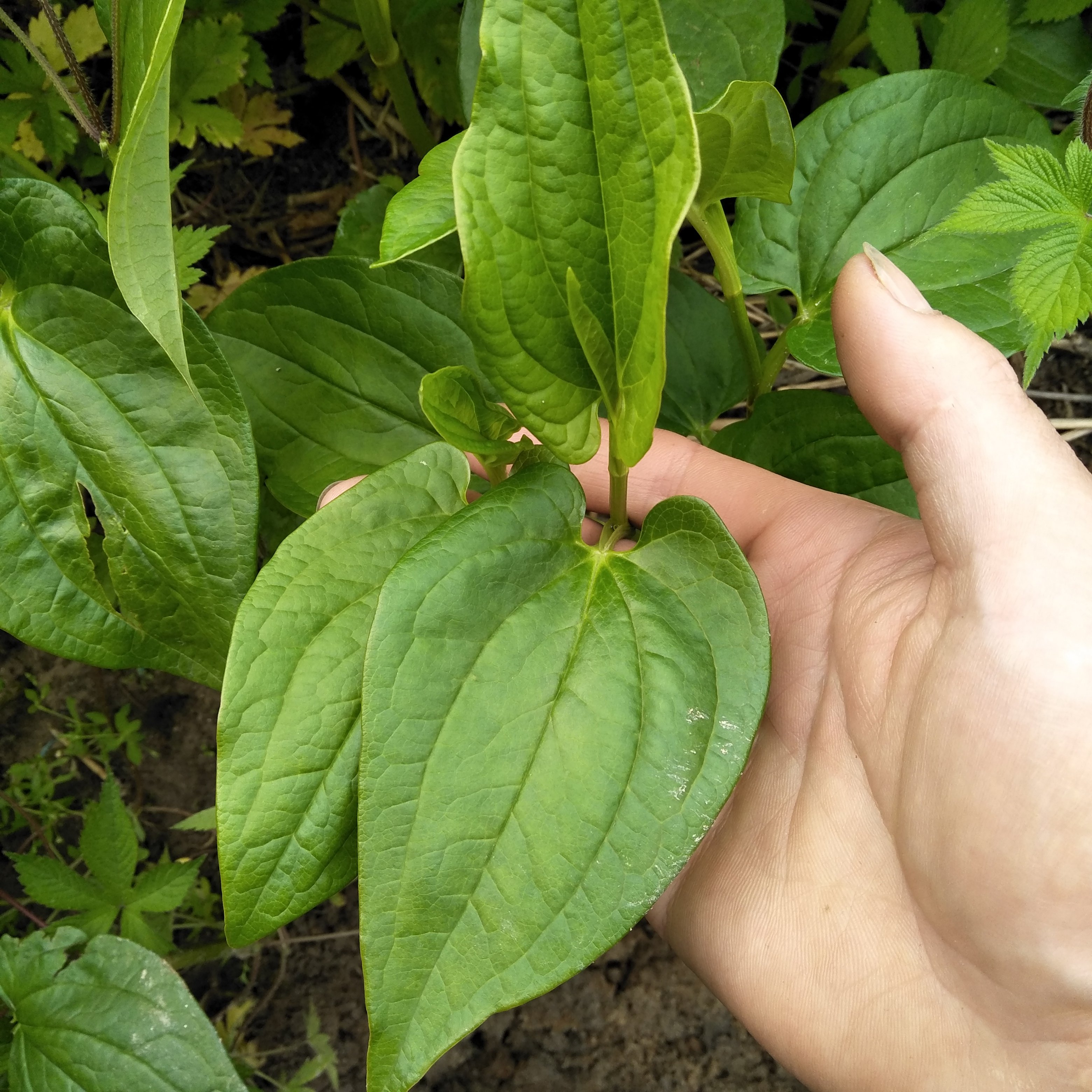 新鲜三白草根现挖白莲藕水木通白面姑三白根中草药500g生水莲藕_双氙