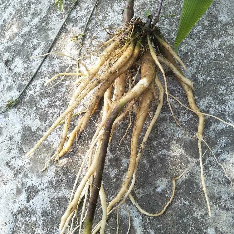 野生新鲜土牛膝根500g杜牛膝倒扣草接骨草扭伤牛七簕鸡骨癀鸡掇鼻