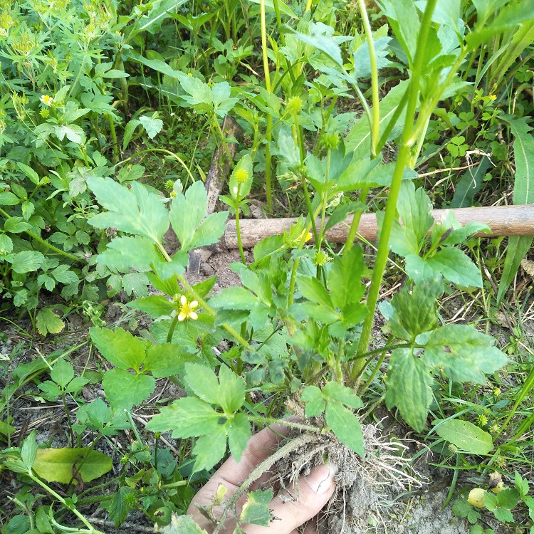 中草药材新鲜紫茎野生毛茛毛莨茴茴蒜神仙草肝外用外敷起水泡包邮