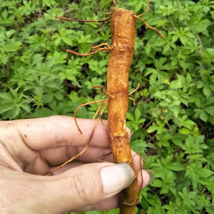 新鲜三白草根现挖白莲藕水木通白面姑三白根中草药500g生水莲藕_双氙