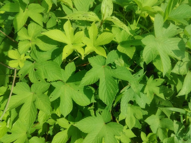 中草药野生新鲜拉拉秧葎草刺藤割人藤五爪龙现摘发货多省500g包邮_双