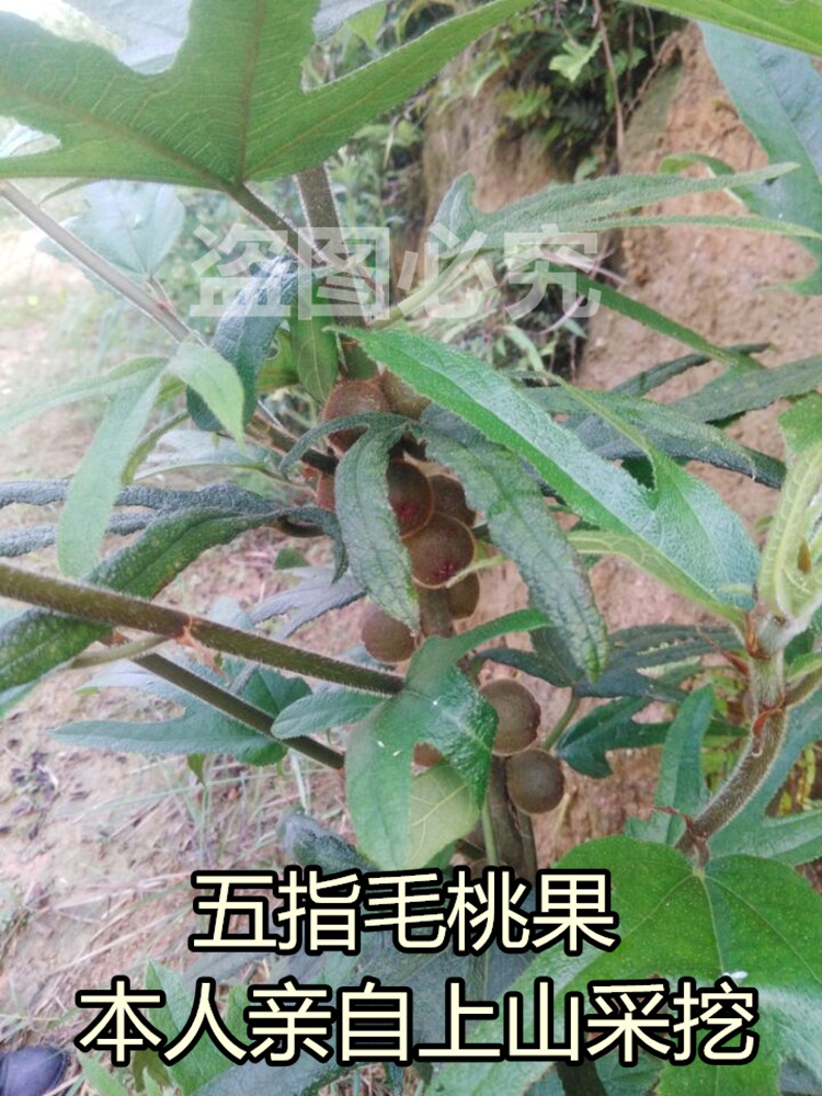 韶关特产正宗新鲜野五指毛桃根煲汤料滋补牛奶根七指毛桃500g包邮