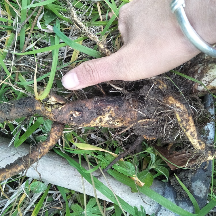 新鲜中草药野生土大黄根金不换牛舌头牛耳大黄洋铁叶羊蹄根血三七