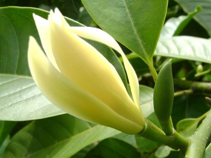 白兰花盆栽白玉兰花树苗浓香型室内白玉兰小盆栽四季庭院花卉植物