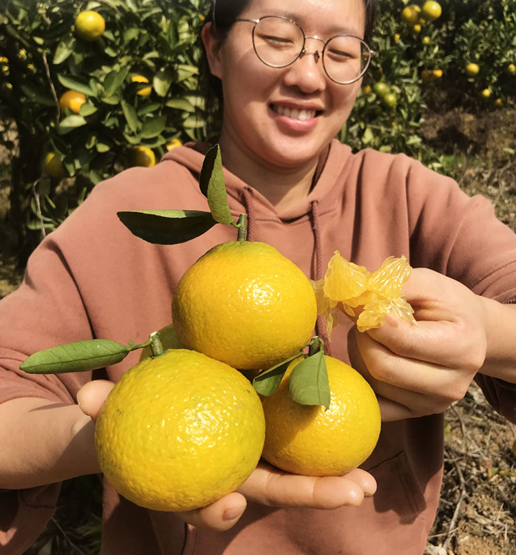 建阳桔柚福建特产甜心柚应季甜橘柚子非庆元会昌10斤水果礼盒整箱