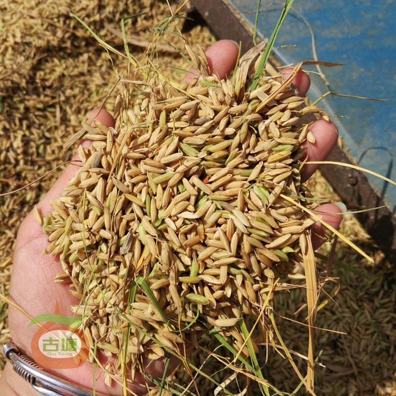 农家自种冬稻糯谷糯稻2017年冬稻带壳天然晒干5斤包邮 搬新房入_7折