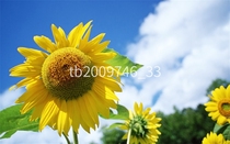 New picture postcard photo postcard Print Various sizes National shipping 06a034