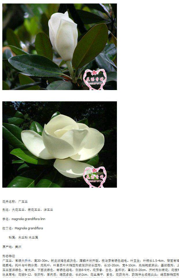 广玉兰广玉兰树苗大花广玉兰小苗四季常青行道树绿化工程苗