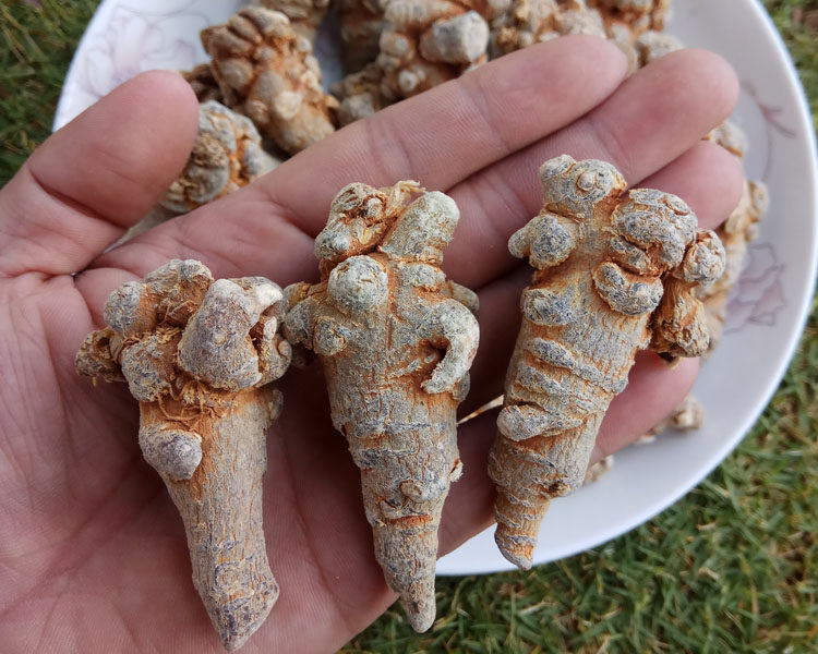 云南文山三七20头25头28头30头精选特级田七可免费打三七粉包邮