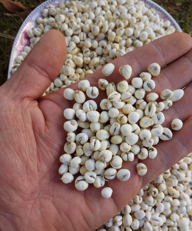 野生川贝松贝四川阿坝特产天然无硫川贝母珍珠贝精选100g包邮批发