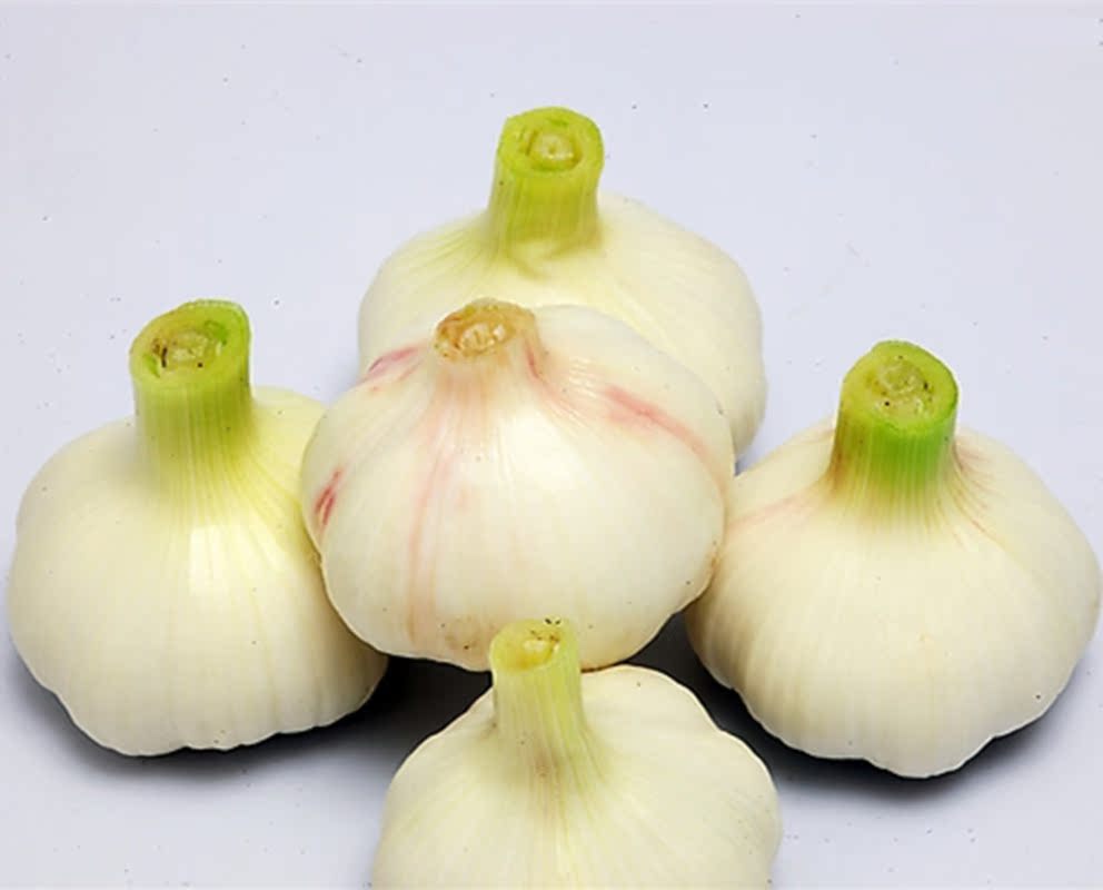 17年新鲜大蒜 金乡大蒜 嫩大蒜 可做糖醋蒜 2.5斤新蒜 鲜蒜