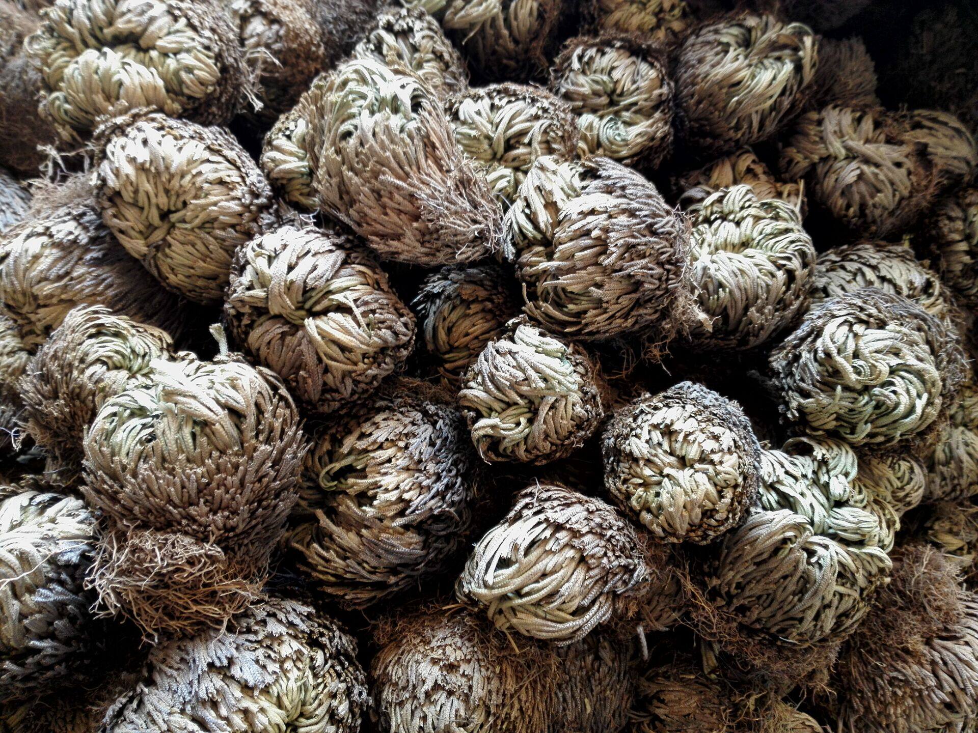 九死还魂草野 还魂草卷柏野生中药材 不死草 复活草500克5斤包邮