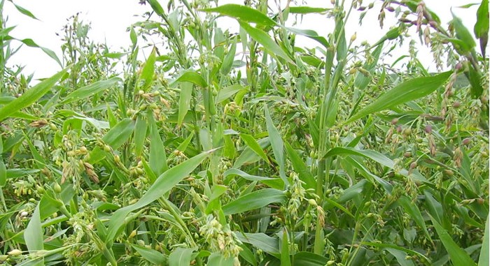 薏米种子中草药薏苡仁籽药食两用苡米薏仁米种子