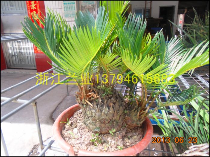 台湾子母之多头铁树苗/多头怪铁/120元一盆多头铁树盆景