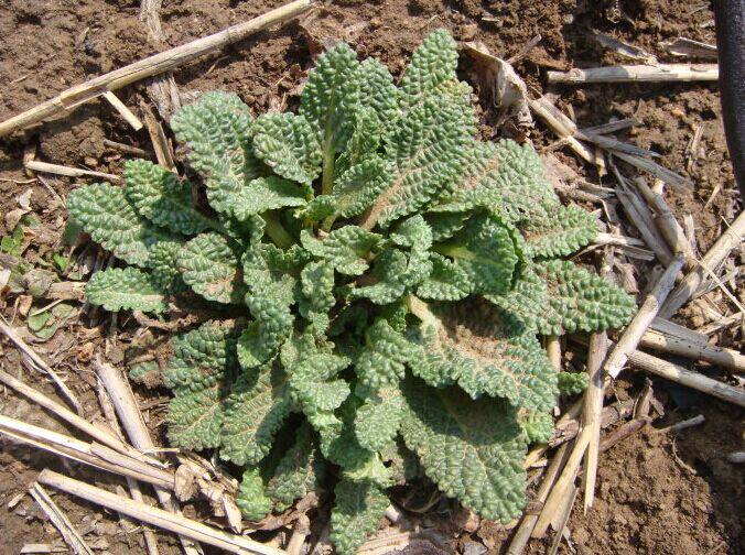 山间野菜 新鲜癞蛤蟆菜 蛤蟆皮草菜 青蛙皱皮草荔枝草 中药材治炎