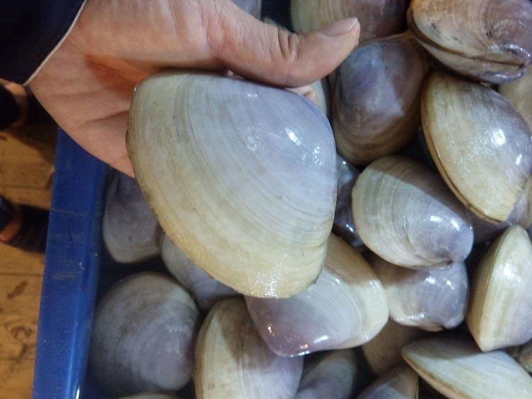 湛江鲜活海螺野生贵妃螺新鲜蚌贝类办酒席海鲜1份10只大号天鹅蛋