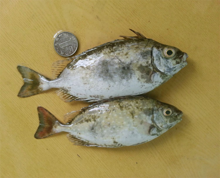 湛江海鲜鲜活野生泥猛鱼活体深海鱼类新鲜秋叶鱼刺篮子鱼娘艾鱼