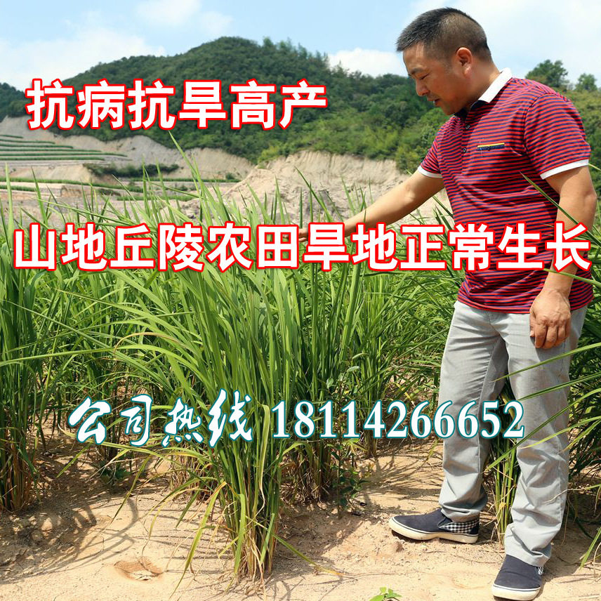 旱稻种子郑旱10号9号水稻种子稻谷种子香米籼米糯稻常规粳稻种子