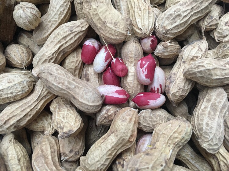 新五彩水果花生七彩富硒野地黑红带壳原味生花生种子零食坚果500g