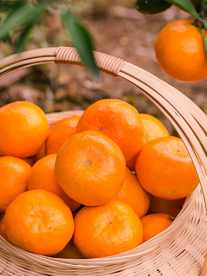 清香薄皮蜜桔,挑逗舌尖味蕾