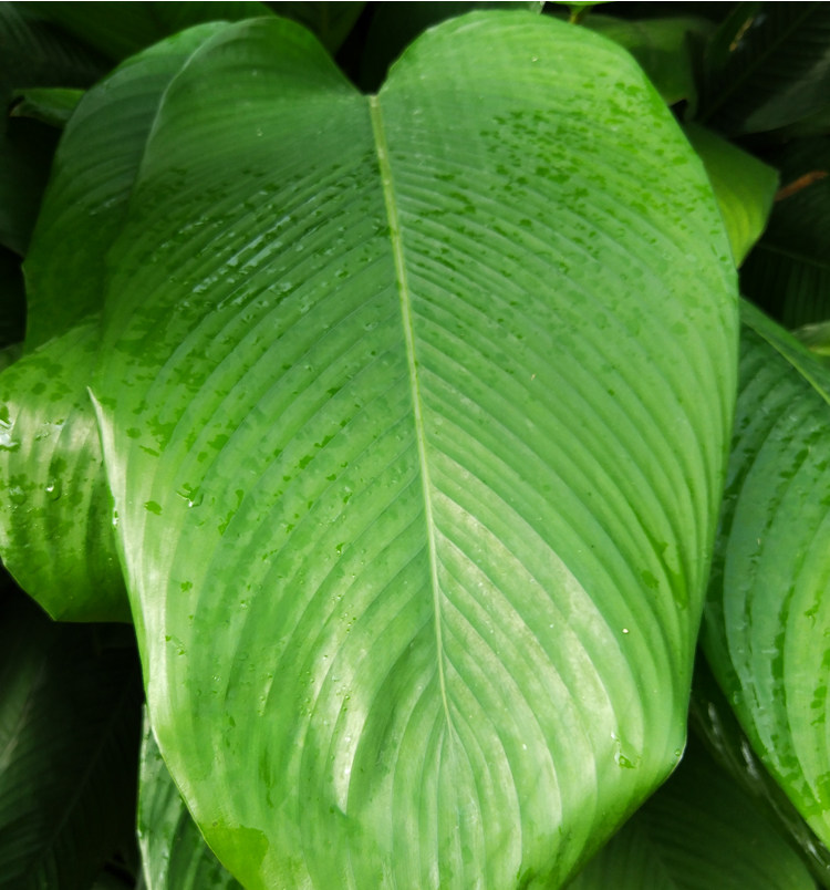 广西特产野生大粽叶免邮新鲜纯天然大冬叶现摘现发粽叶子20张40张