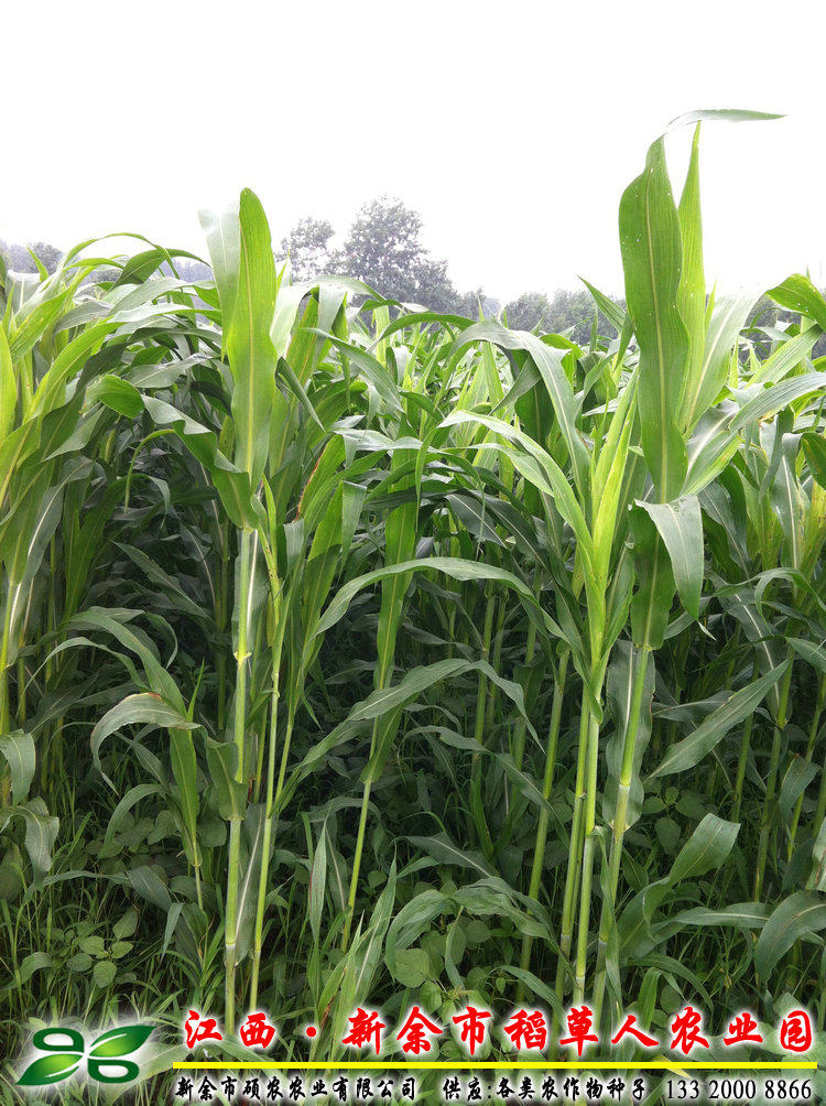 战虎饲用甜高粱草种子 猪牛羊鸡鸭鹅兔鱼畜禽青贮饲料牧籽