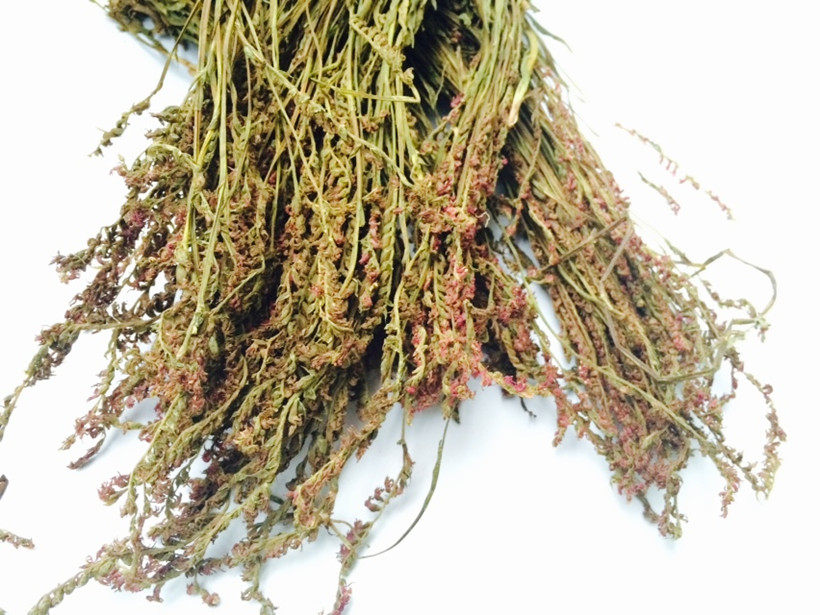 盘龙参野生 盘龙参草 镰刀草 鲤鱼草100g包邮绶草 促销中草药