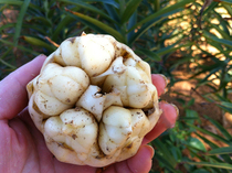 2020 now dig Changxing lily zero agricultural and residual natural rich selenium fresh farmhouse self-produced self-selling grade edible 2500G