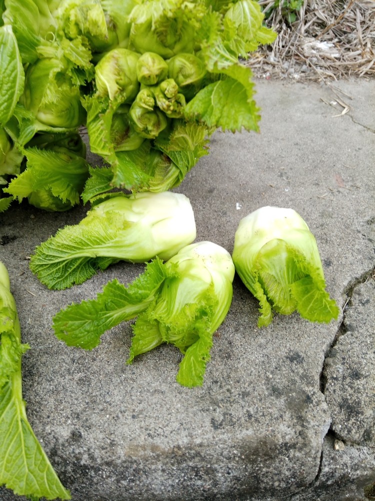 供应农家种新鲜蔬菜脆嫩抱儿菜母子菜抱子菜儿菜大头菜菱角菜芥菜