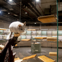 DODOLA Totoro Paradise Store details(display page)